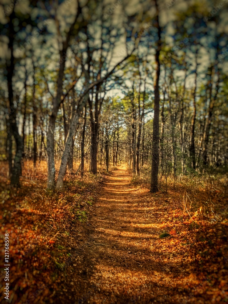 Trail Trail