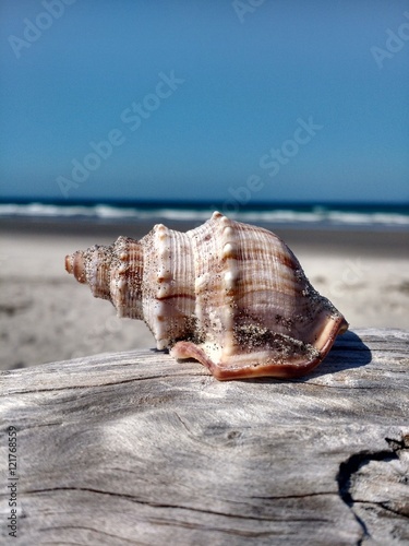 A sea shell