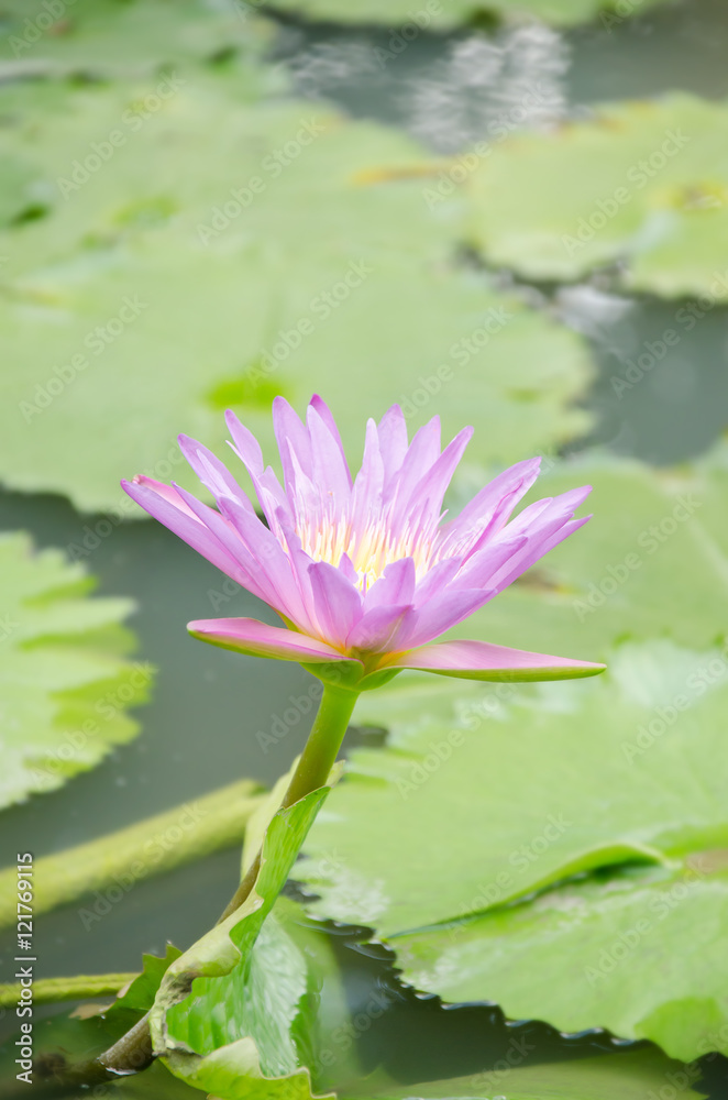 Water lily in pond
