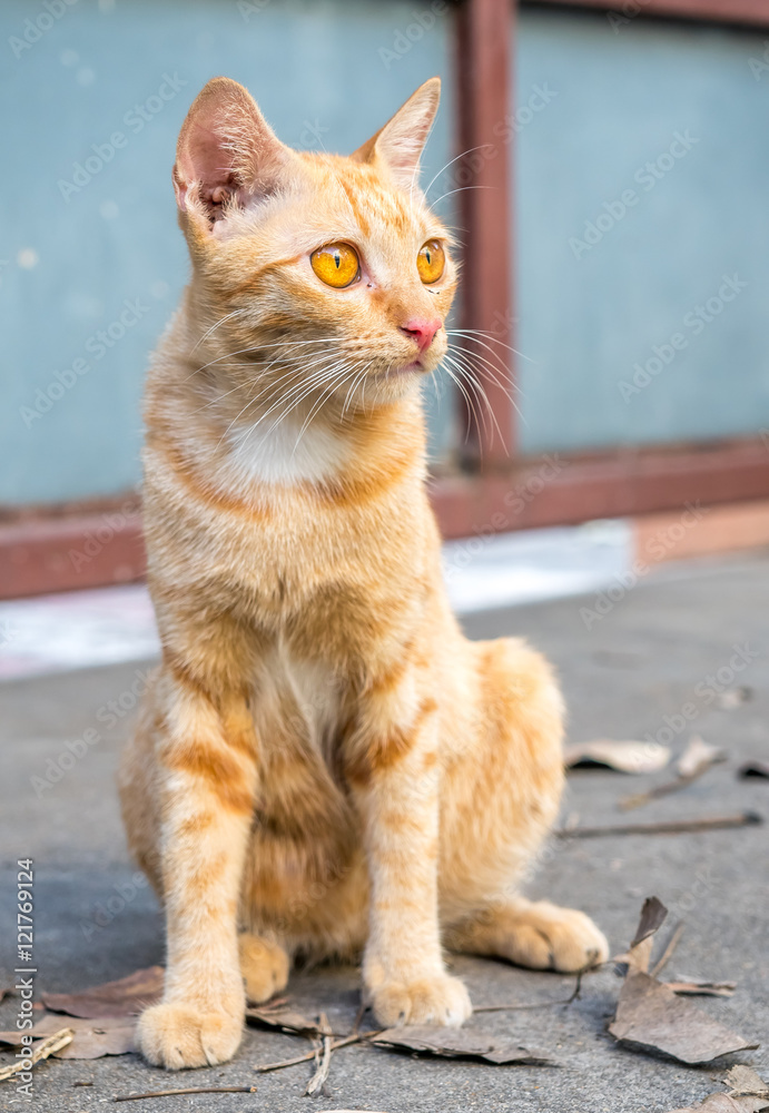 Brown cat on outdoor floor