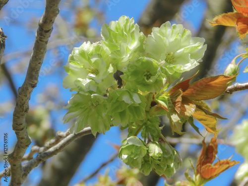  green cherry flower. japanese  sakura background