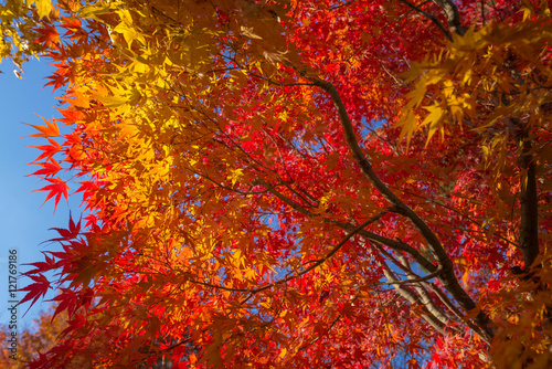 beautiful maple tree with colorful autumn leaves under a blue sk