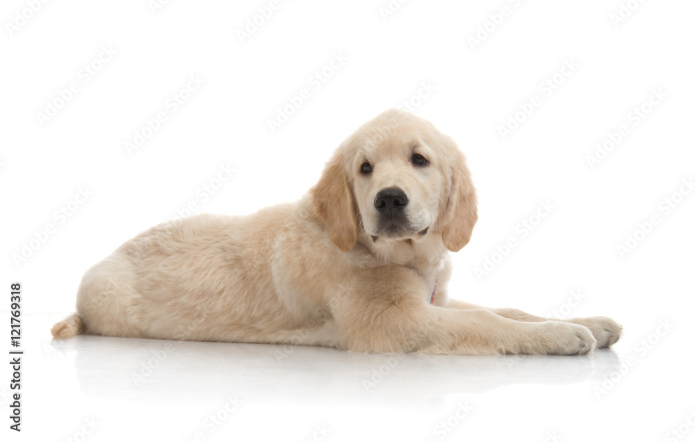 small cute golden retriever puppy, on white background small cute golden retriever puppy, on white background