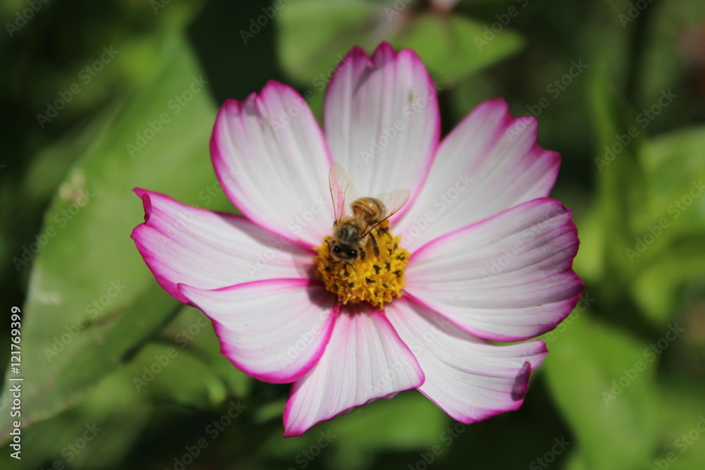 Abeja Colectando polen Abeja Colectando polen