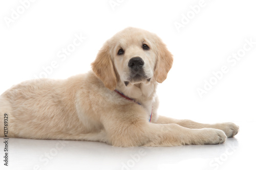 small cute golden retriever puppy, on white background
