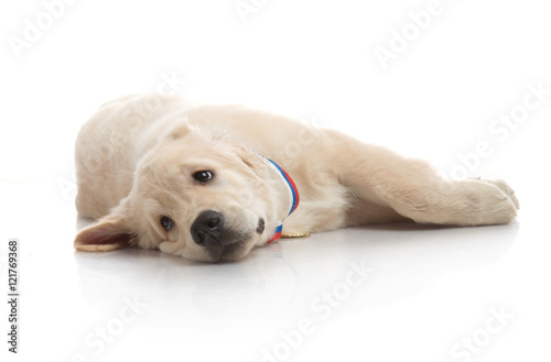 three-month puppy golden retriever ,shot in the studio on a white background © Евгений Кожевников