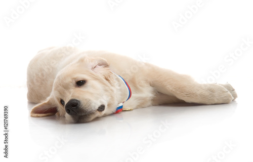 three-month puppy golden retriever ,shot in the studio on a white background