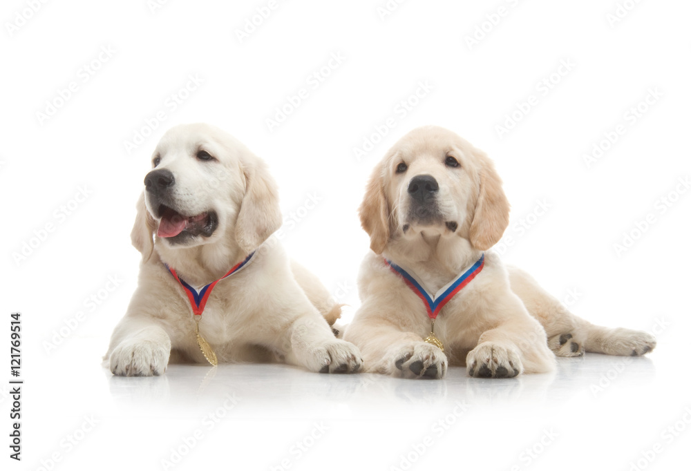 three-month puppy golden retriever ,shot in the studio on a white background three-month puppy golden retriever ,shot in the studio on a white background