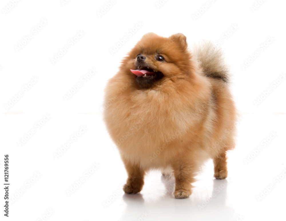spitz, Pomeranian dog , studio shot on white background spitz, Pomeranian dog , studio shot on white background