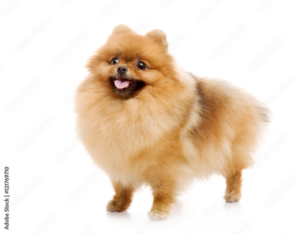 spitz, Pomeranian dog , studio shot on white background