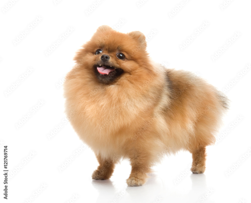 spitz, Pomeranian dog , studio shot on white background spitz, Pomeranian dog , studio shot on white background