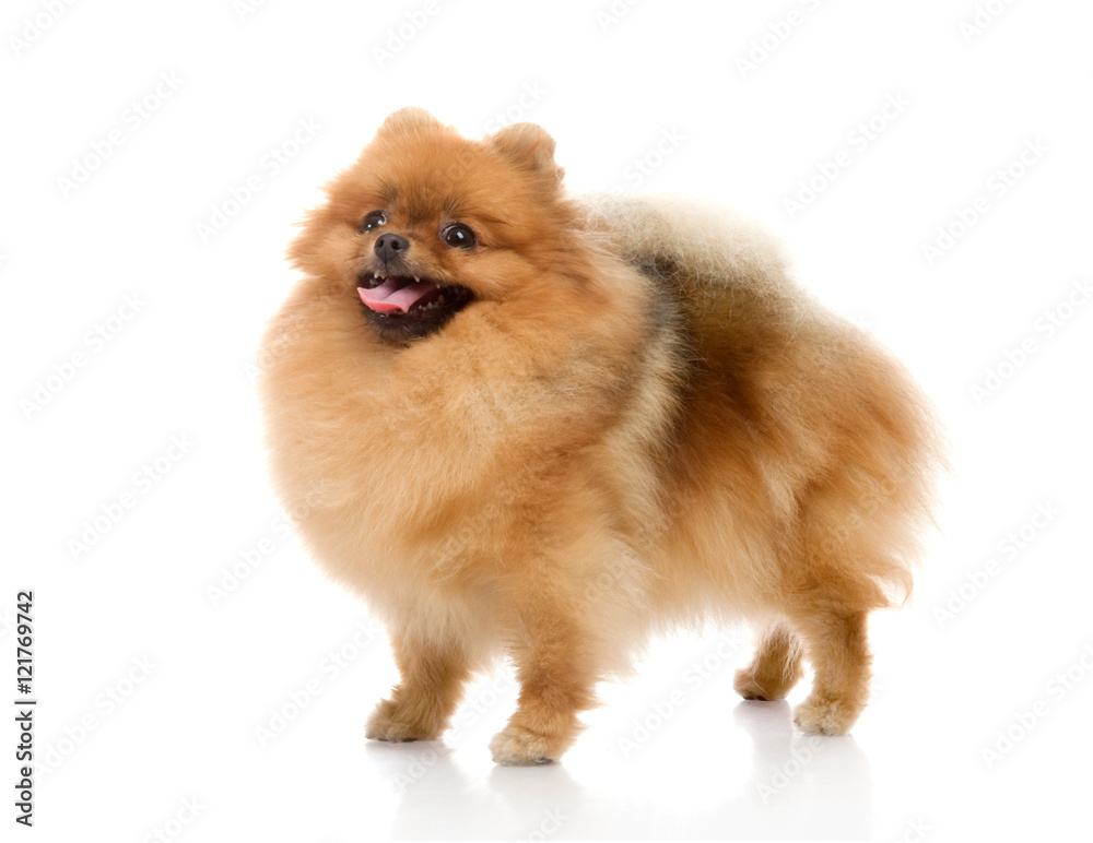 spitz, Pomeranian dog , studio shot on white background spitz, Pomeranian dog , studio shot on white background
