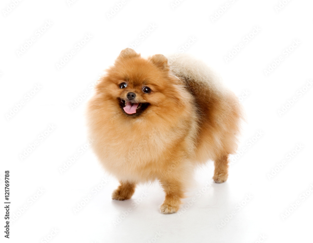 spitz, Pomeranian dog , studio shot on white background spitz, Pomeranian dog , studio shot on white background