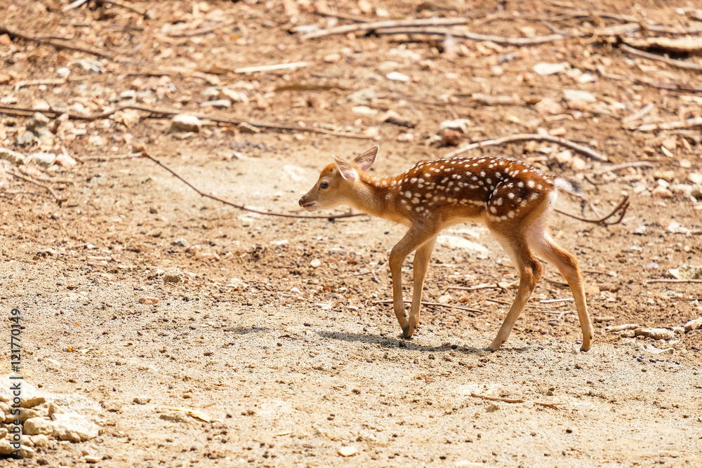 Little chital or cheetal deer (Axis axis) Little chital or cheetal deer (Axis axis)