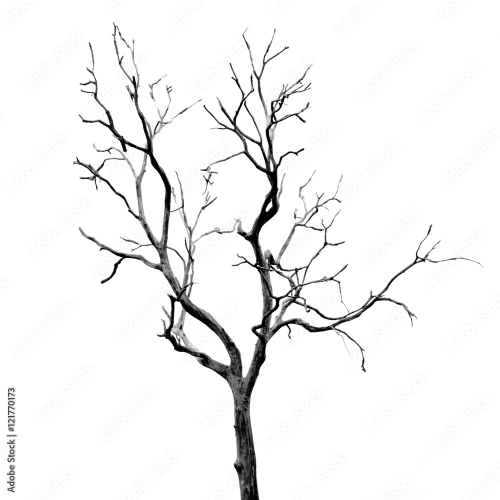 Dead Tree without Leaves Dead Tree without Leaves