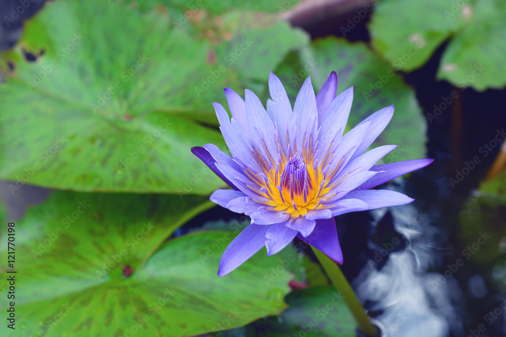 Beautiful blue waterlily or lotus flower blooming in early morning. Beautiful blue waterlily or lotus flower blooming in early morning.