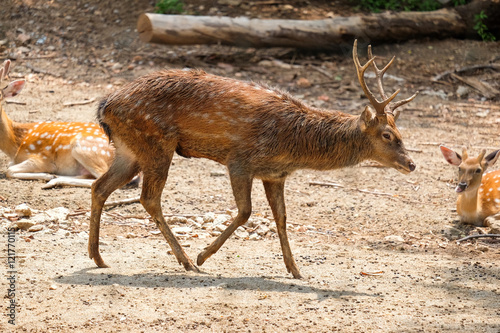 Male chital or cheetal deer  Axis axis  in sunlight