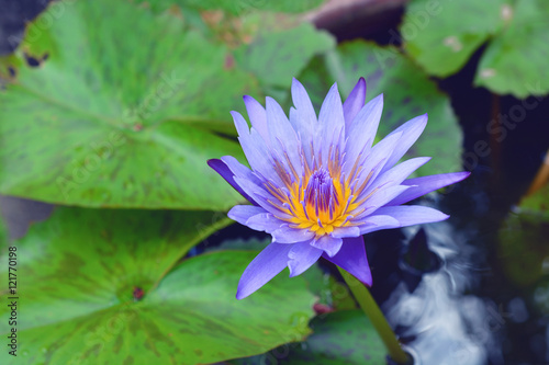 Beautiful blue waterlily or lotus flower blooming in early morning. 