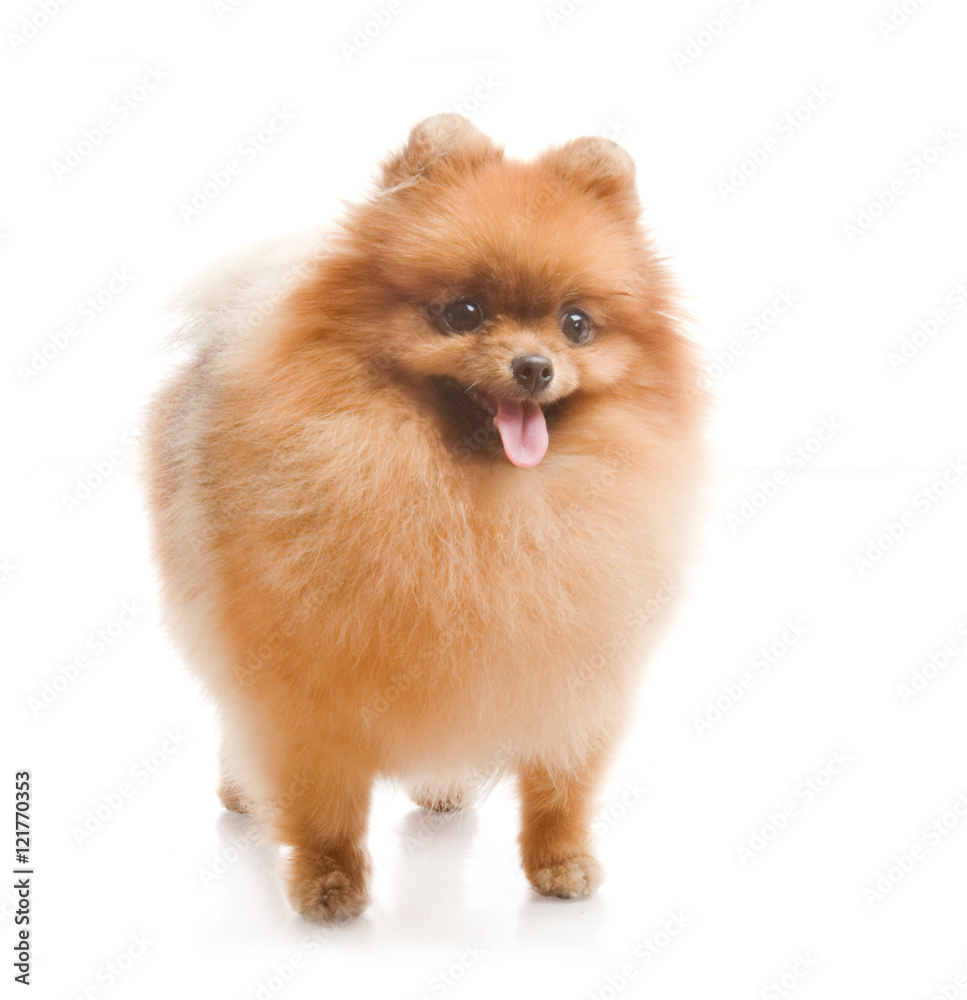 spitz, Pomeranian dog , studio shot on white background spitz, Pomeranian dog , studio shot on white background