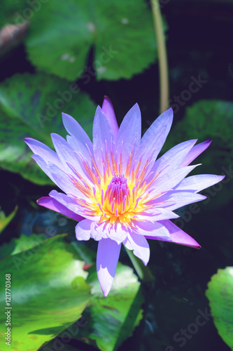 Beautiful blue waterlily or lotus flower blooming in early morning. 