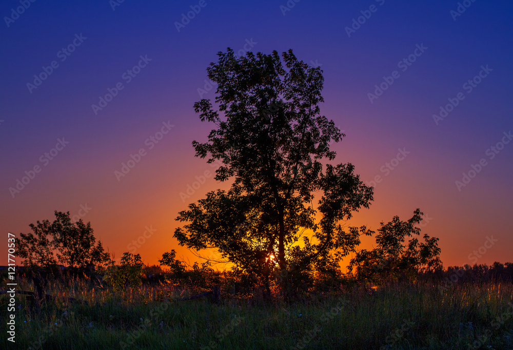 Fototapeta premium Silhouette of a tree against a colorful sunset.