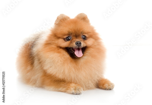 spitz, Pomeranian dog , studio shot on white background