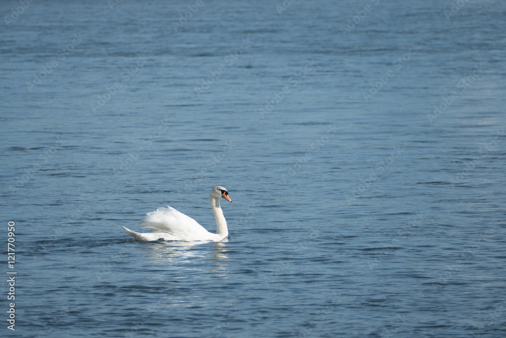 Obraz premium Schwan auf Fluss