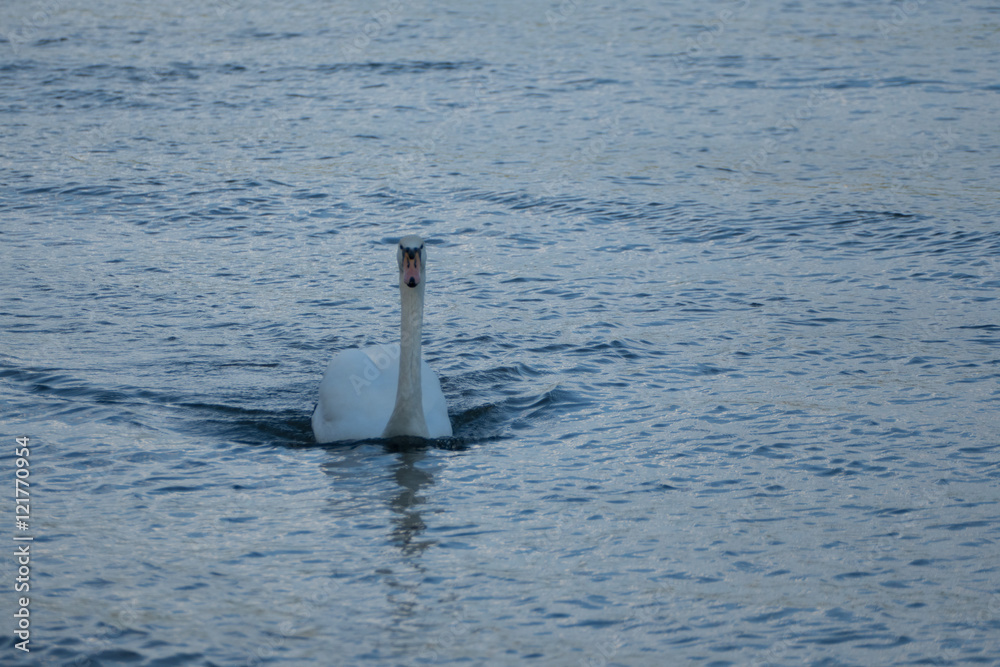 Naklejka premium Schwan auf Fluss