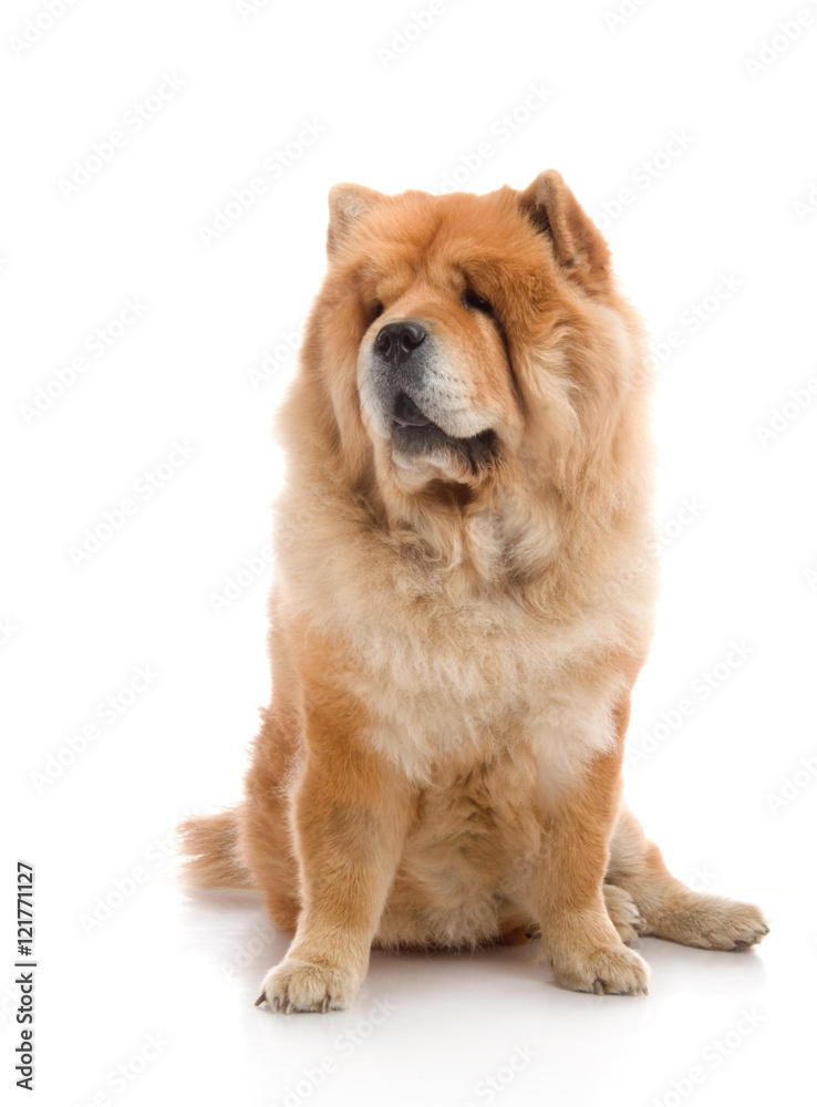 Chow-Chow in studio on white background Chow-Chow in studio on white background