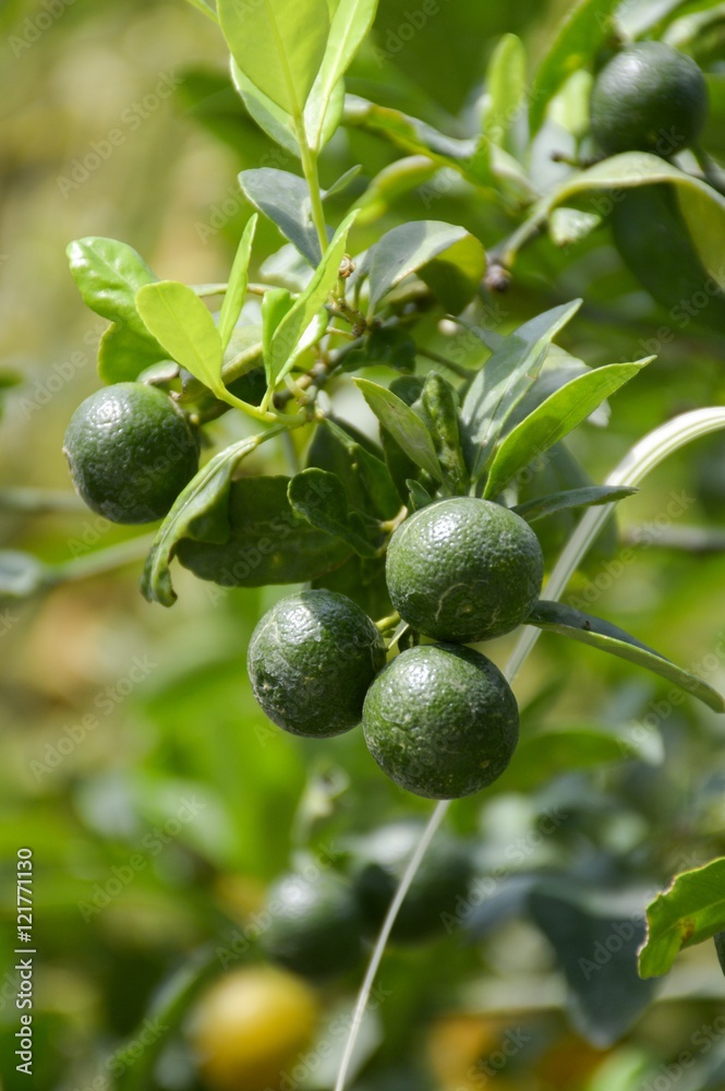 fresh green citrus japonica fruit in nature garden