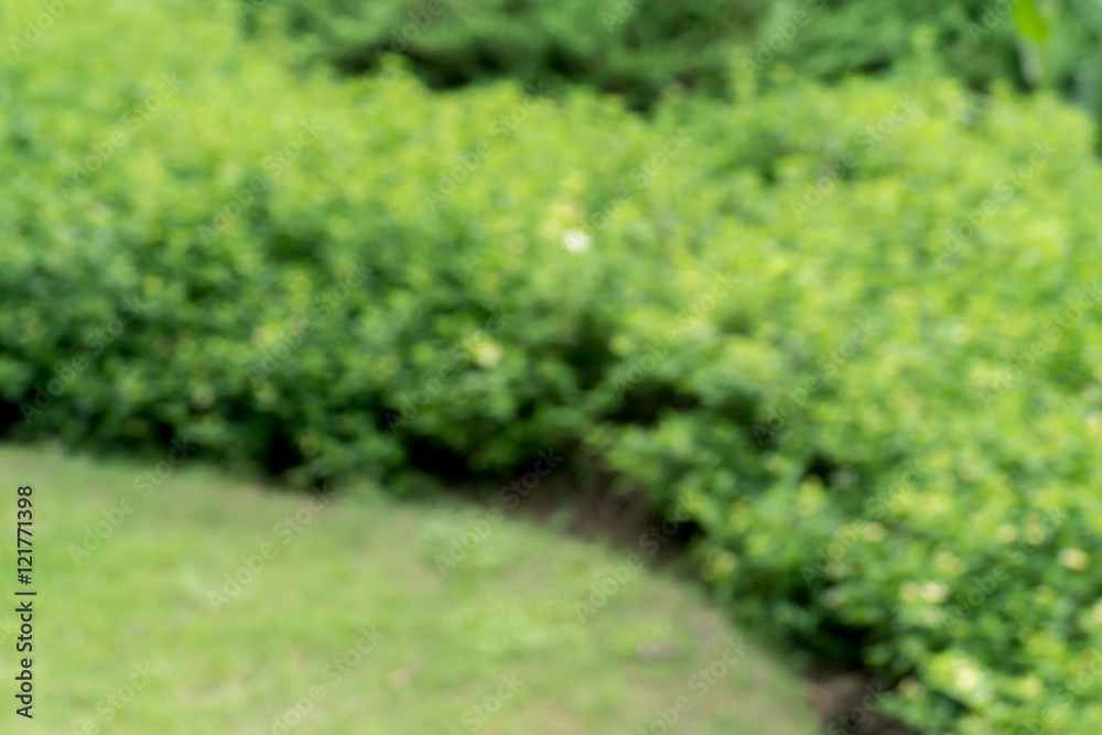 Obraz premium Abstract nature blur