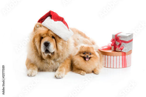 Chow-Chow in a red Santa Claus hat and spitz, Pomeranian dog near the stack of giftbox © Евгений Кожевников