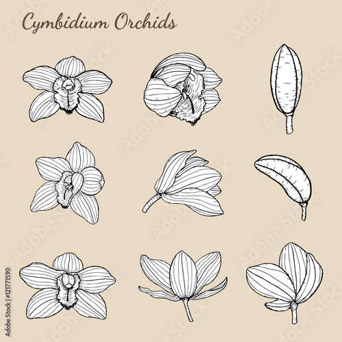 Fototapeta Naklejka Na Ścianę i Meble -  Cymbidium Orchids vector on brown background.Cymbidium Orchids set by hand drawing.