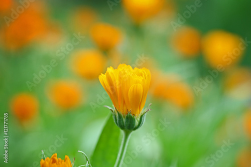 Bright orange flower on a field