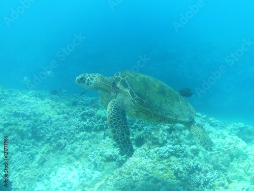 Sea Turtile in the Deep Blue Sea photo