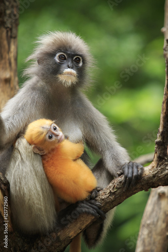 motherhood of Dusky leaf monkey, Dusky langur in southern of tha