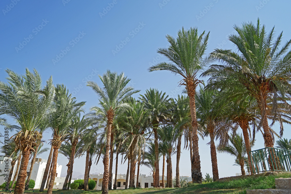 Palm grove in a luxury hotel