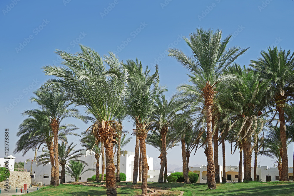 Palm grove in a luxury hotel