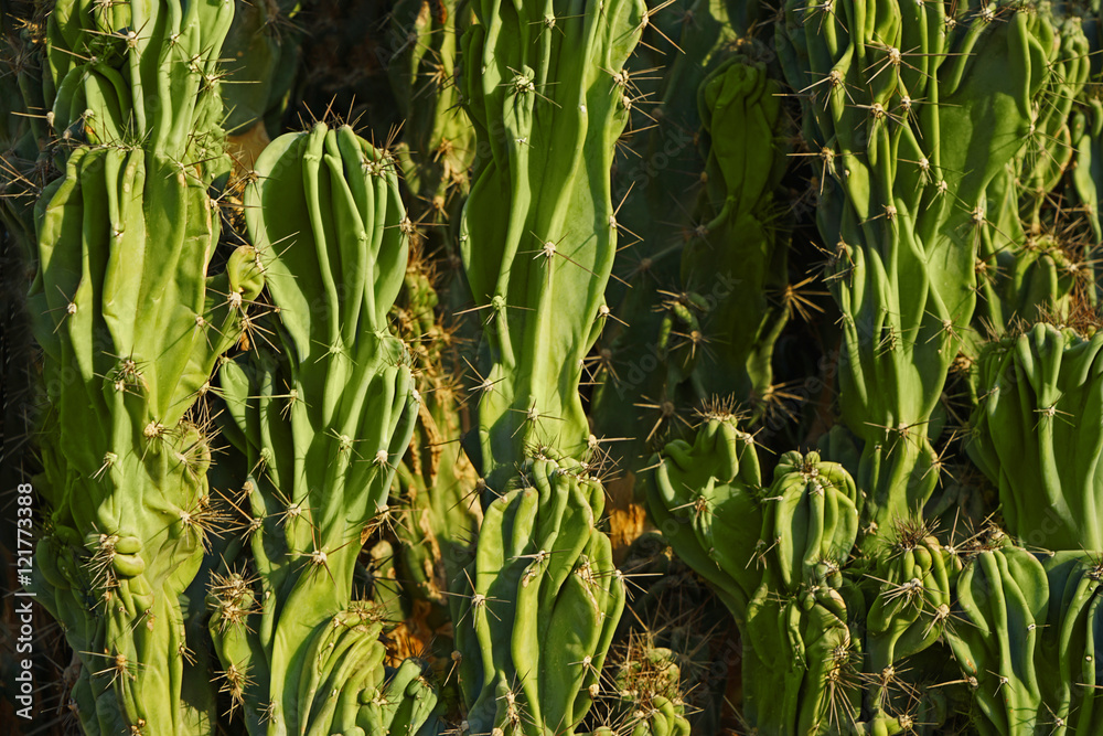 Fototapeta premium Large branched cactus closeup