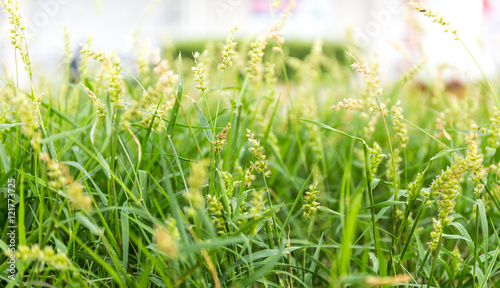 Field with green flowers  depth of field macro close-up