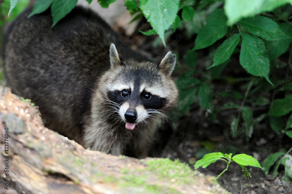 Raccoon in the forest