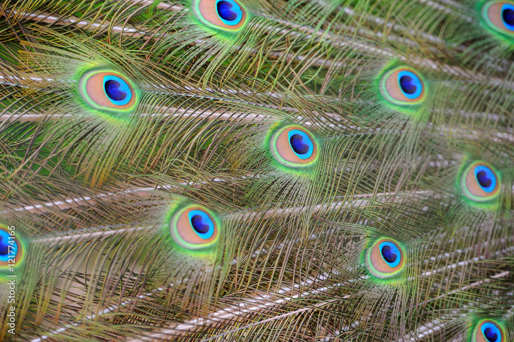 Fototapeta premium Peacock feather texture