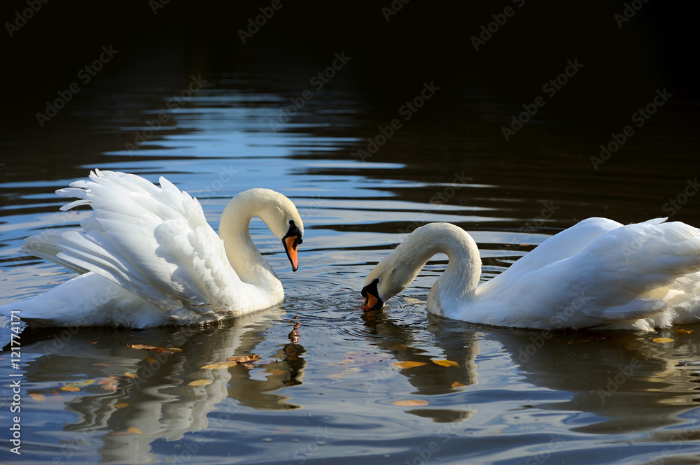 Fototapeta premium Swan in the lake