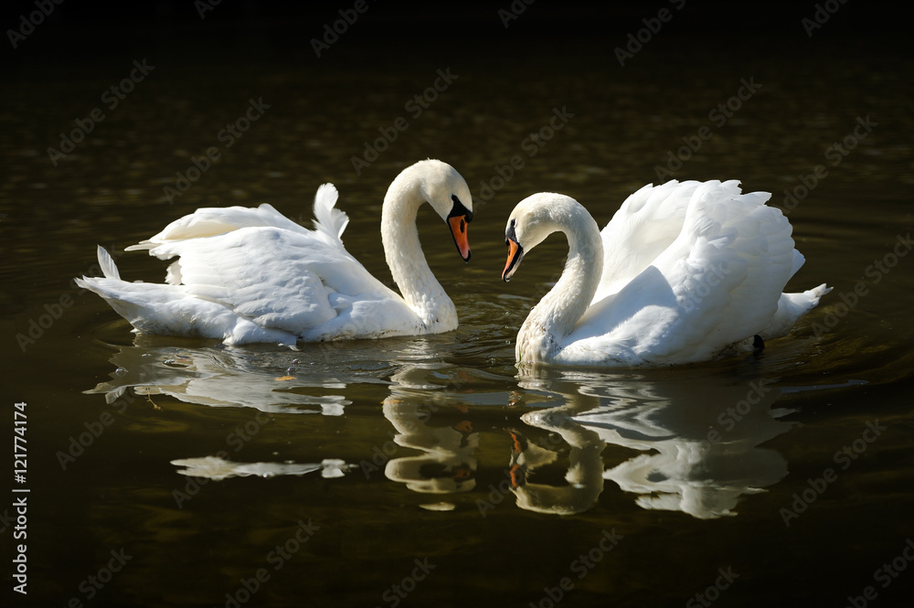 Naklejka premium Swan in the lake