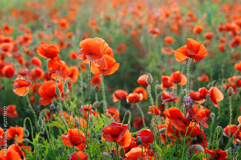 Red corn poppy flowers in summer Red corn poppy flowers in summer