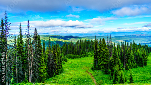 High Alpine forest and meadows at the village of Sun Peaks in the Shuswap Highlands of British Columbia, Canada