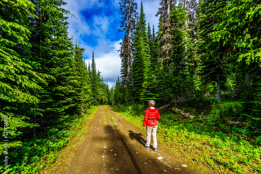 Obraz premium Senior Woman Hiking on Tod Mountain in the Shuswap Highlands of British Columbia, Canada