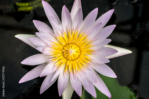 White violet lotus with yellow pollen