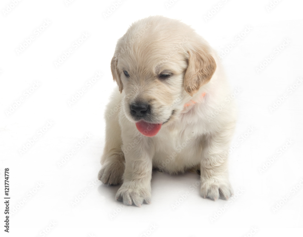 small cute golden retriever puppy, on white background small cute golden retriever puppy, on white background