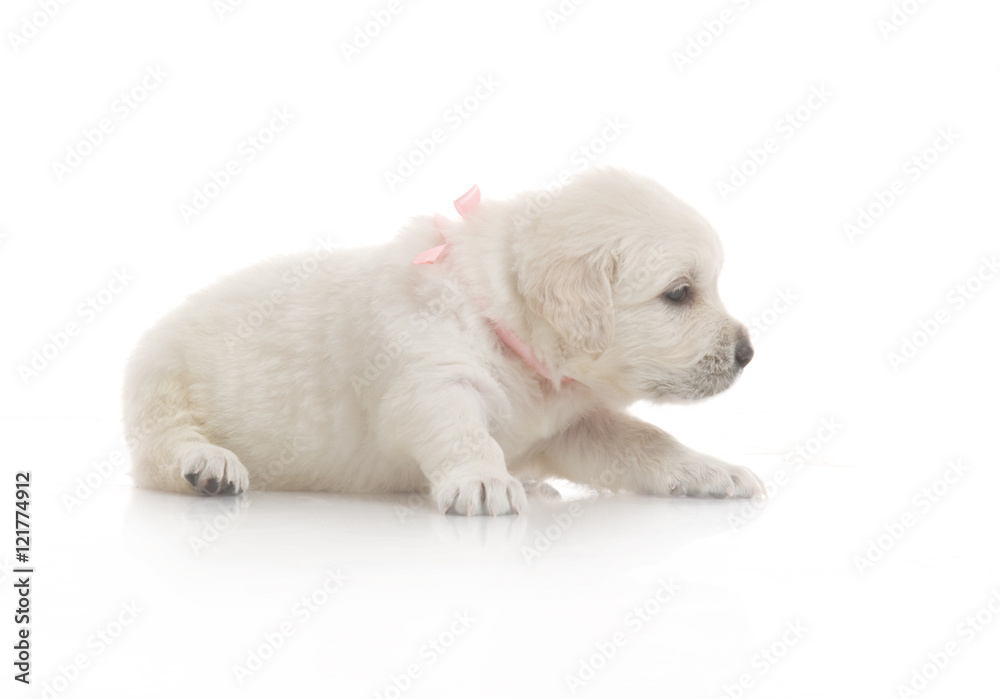 small cute golden retriever puppy, on white background small cute golden retriever puppy, on white background